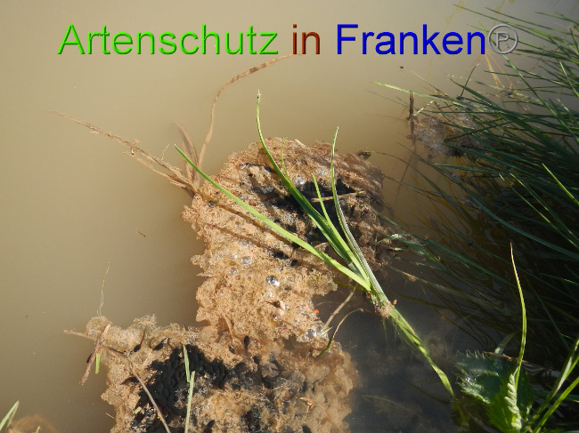 © Artenschutz in Franken® Bild zum Eintrag (1022195-160)