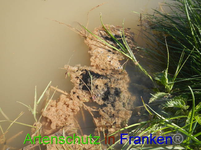 © Artenschutz in Franken® Bild zum Eintrag (1022196-160)