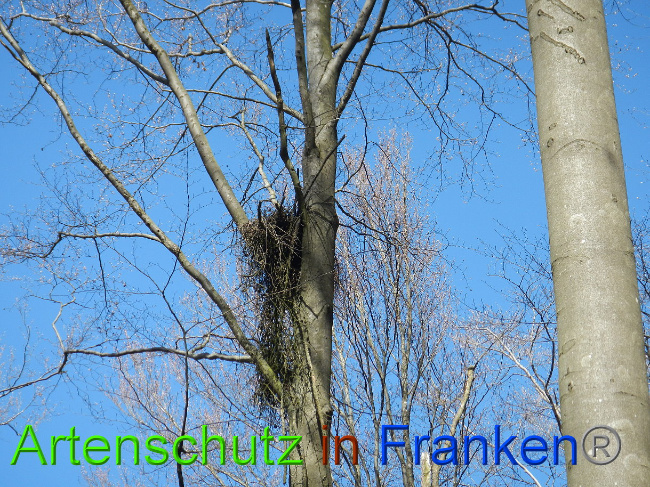 © Artenschutz in Franken® Bild zum Eintrag (1022258-160)