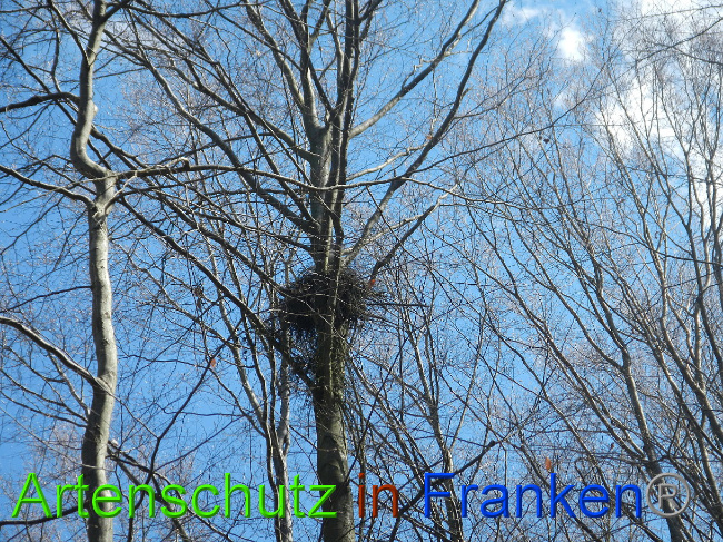 © Artenschutz in Franken® Bild zum Eintrag (1022259-160)