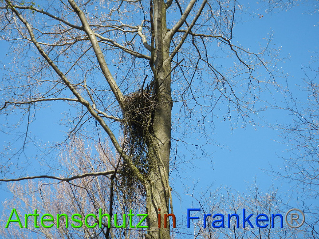 © Artenschutz in Franken® Bild zum Eintrag (1022260-160)