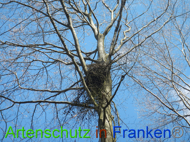 © Artenschutz in Franken® Bild zum Eintrag (1022261-160)