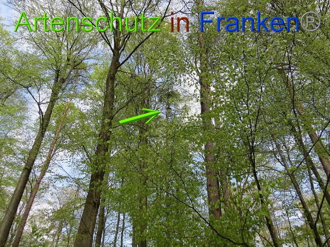 © Artenschutz in Franken® Bild zum Eintrag (1022577-160)