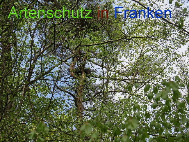 © Artenschutz in Franken® Bild zum Eintrag (1022578-160)