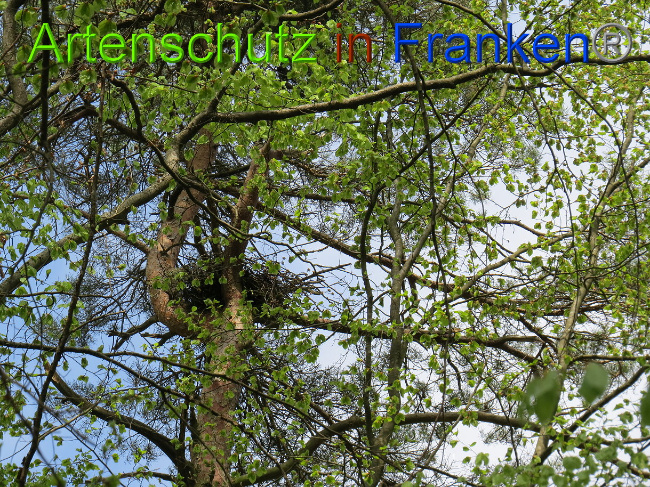 © Artenschutz in Franken® Bild zum Eintrag (1022579-160)
