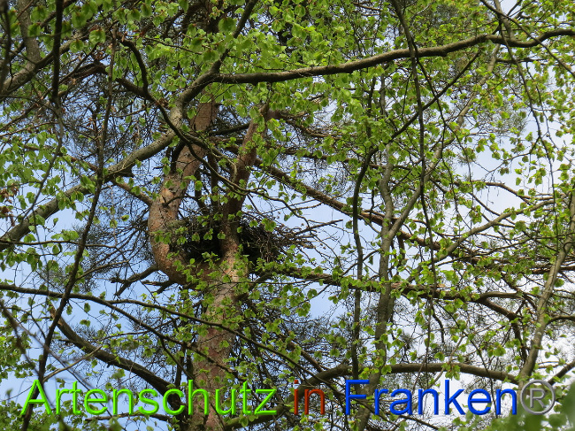 © Artenschutz in Franken® Bild zum Eintrag (1022580-160)