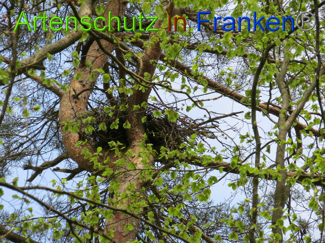© Artenschutz in Franken® Bild zum Eintrag (1022582-160)