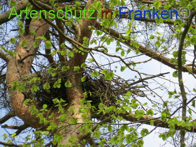 © Artenschutz in Franken® Bild zum Eintrag (1022583-160)
