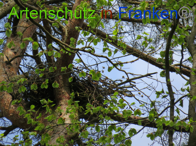 © Artenschutz in Franken® Bild zum Eintrag (1022584-160)