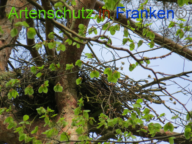 © Artenschutz in Franken® Bild zum Eintrag (1022585-160)