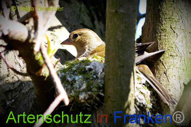 © Artenschutz in Franken® / Helga Zinnecker Bild zum Eintrag (1023011-160)