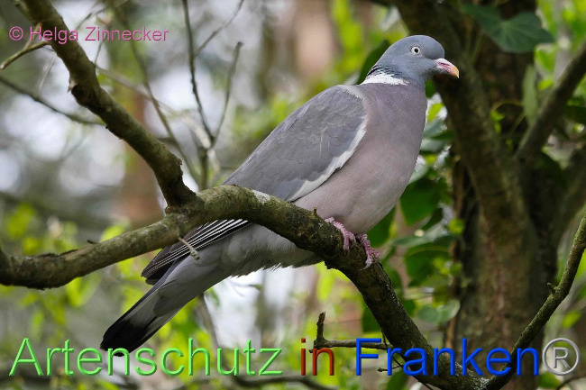 © Artenschutz in Franken® / Helga Zinnecker Bild zum Eintrag (1023042-160)