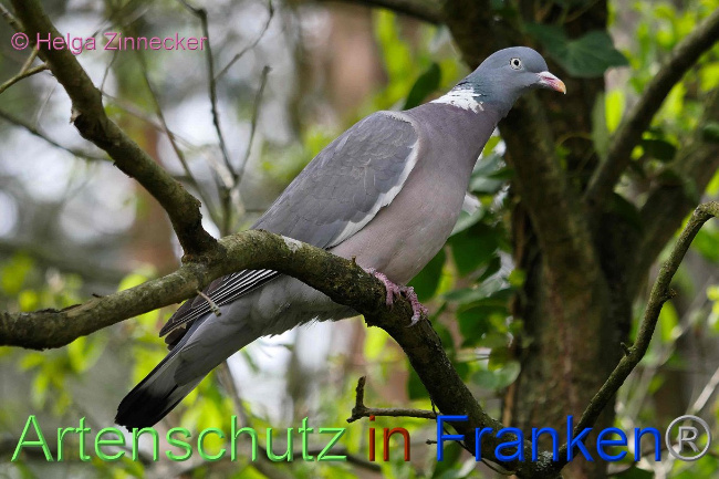 © Artenschutz in Franken® / Helga Zinnecker Bild zum Eintrag (1023043-160)
