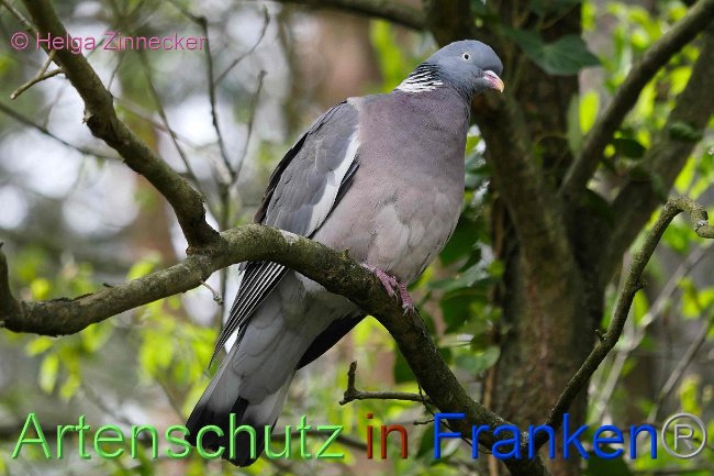 © Artenschutz in Franken® / Helga Zinnecker Bild zum Eintrag (1023044-160)