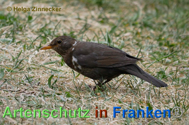 © Artenschutz in Franken® / Helga Zinnecker Bild zum Eintrag (1023192-160)