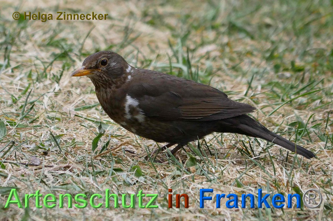 © Artenschutz in Franken® / Helga Zinnecker Bild zum Eintrag (1023193-160)