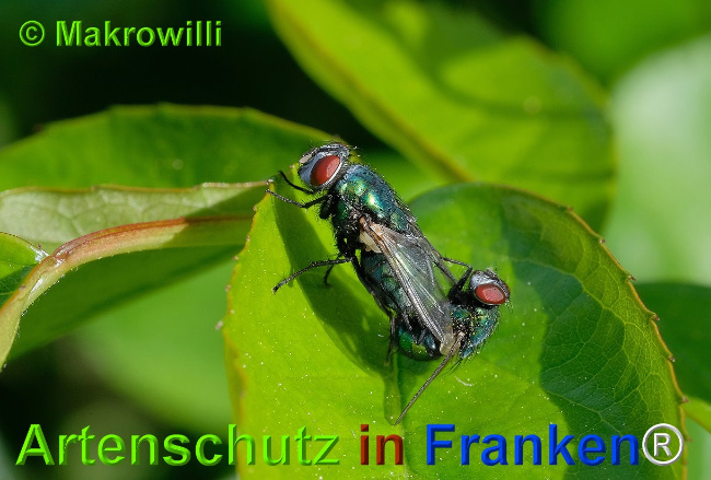 Bild zum Eintrag (1023266-160)