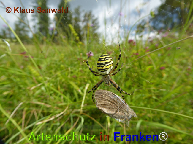© Artenschutz in Franken® / Klaus Sanwald Bild zum Eintrag (1023354-160)
