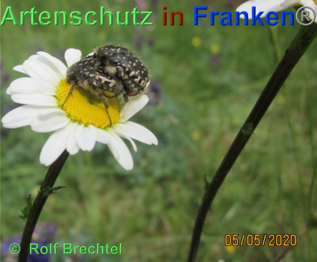 © Artenschutz in Franken® Bild zum Eintrag (1023579-160)
