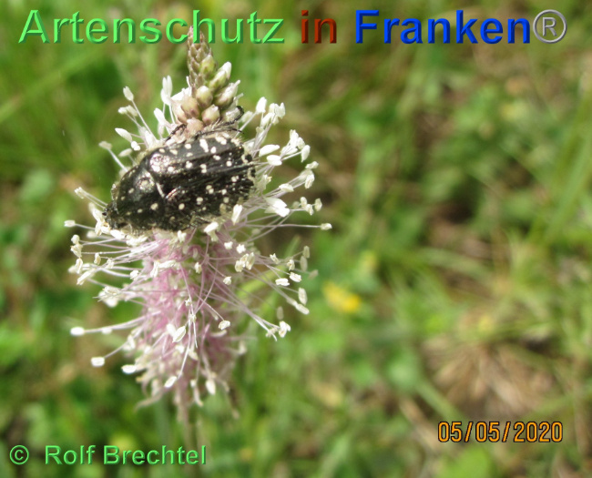© Artenschutz in Franken® Bild zum Eintrag (1023580-160)