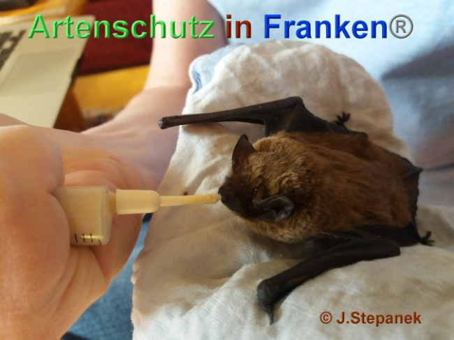 © Artenschutz in Franken® / Stepanek Bild zum Eintrag (1023595-160)