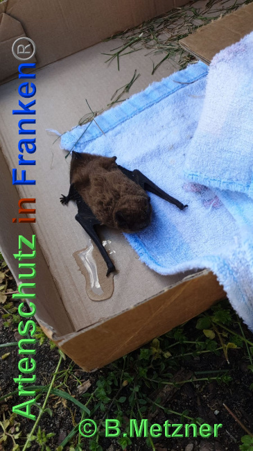 © Artenschutz in Franken® / B.Metzner Bild zum Eintrag (1023597-160)