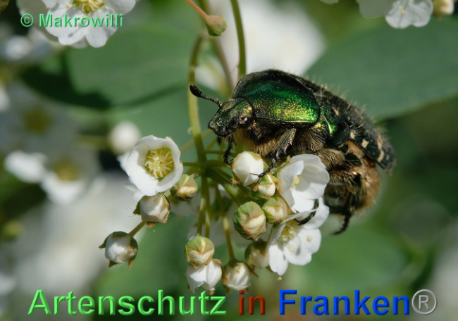 © Artenschutz in Franken® / Makrowilli Bild zum Eintrag (1023743-160)