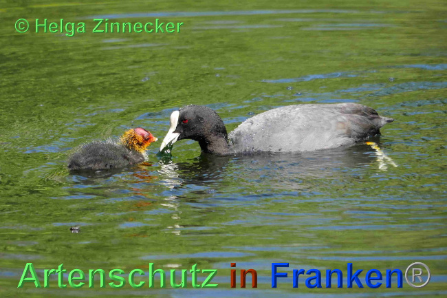 © Artenschutz in Franken® / Helga Zinnecker Bild zum Eintrag (1023765-160)