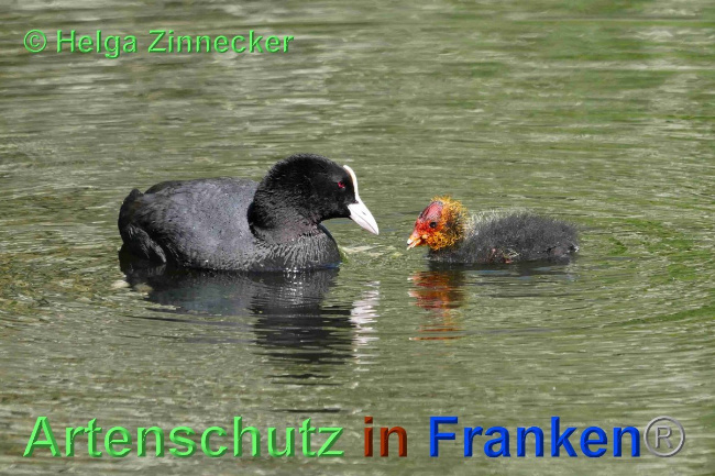 © Artenschutz in Franken® / Helga Zinnecker Bild zum Eintrag (1023766-160)