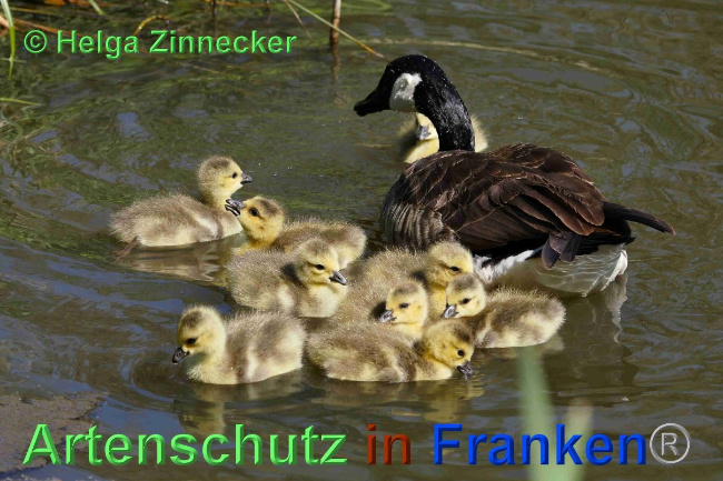 © Artenschutz in Franken® / Helga Zinnecker Bild zum Eintrag (1023782-160)