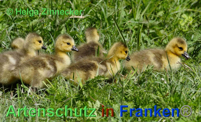 © Artenschutz in Franken® / Helga Zinnecker Bild zum Eintrag (1023784-160)