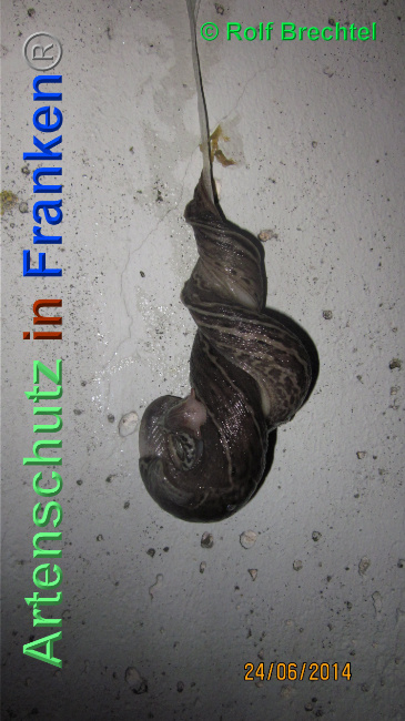 © Artenschutz in Franken® / Rolf Brechtel Bild zum Eintrag (1024158-160)