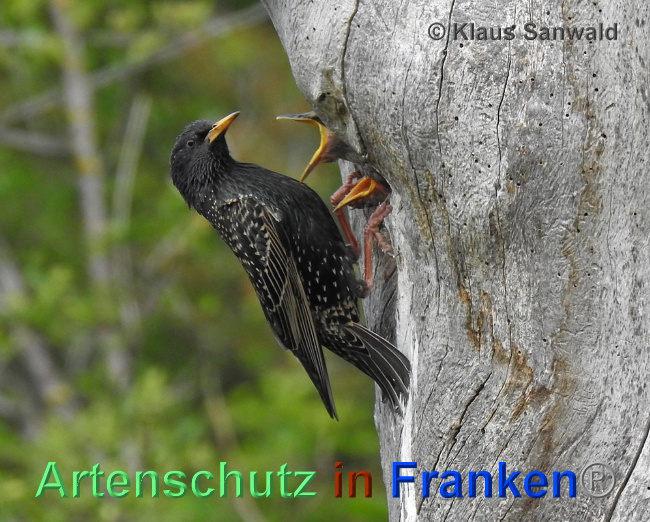 © Artenschutz in Franken® / Klaus Sanwald Bild zum Eintrag (1024354-160)