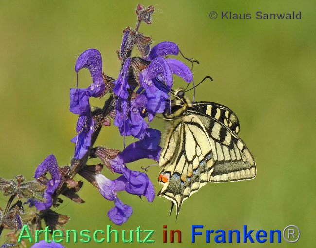 © Artenschutz in Franken® / Klaus Sanwald Bild zum Eintrag (1024359-160)