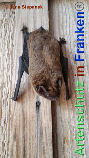 © Artenschutz in Franken® / Jana Stepanek Bild zum Eintrag (1024444-160)