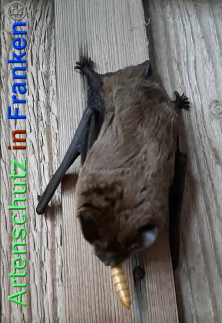 © Artenschutz in Franken® / Jana Stepanek Bild zum Eintrag (1024446-160)