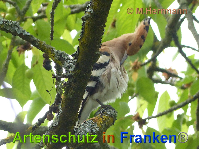 © Artenschutz in Franken® / M. Herrmann Bild zum Eintrag (1024662-160)