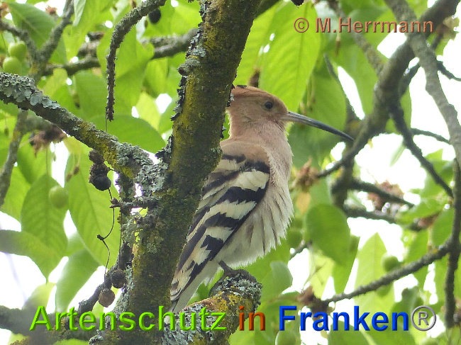 © Artenschutz in Franken® / M. Herrmann Bild zum Eintrag (1024663-160)