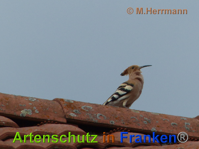 © Artenschutz in Franken® / M. Herrmann Bild zum Eintrag (1024664-160)