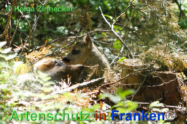 © Artenschutz in Franken® / Helga Zinnecker Bild zum Eintrag (1024821-160)