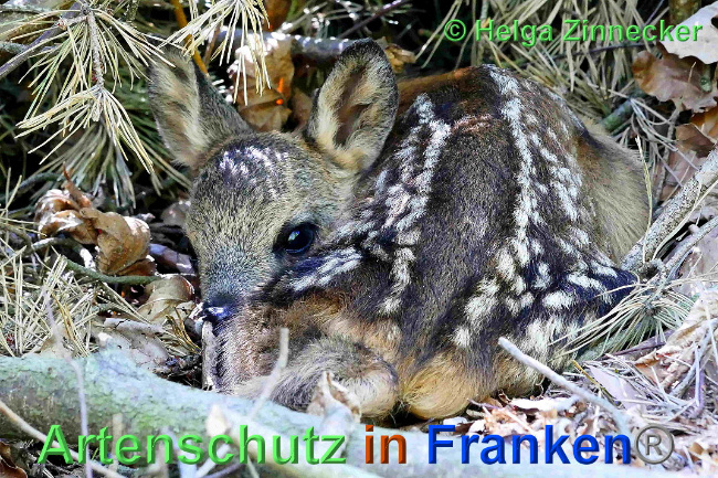 © Artenschutz in Franken® / Helga Zinnecker Bild zum Eintrag (1024823-160)