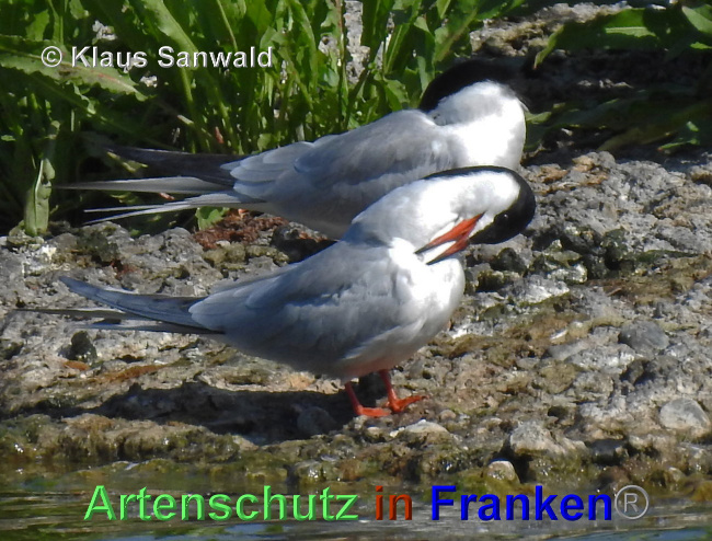 © Artenschutz in Franken® / Klaus Sanwald Bild zum Eintrag (1024966-160)
