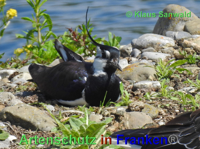 © Artenschutz in Franken® / Klaus Sanwald Bild zum Eintrag (1024968-160)