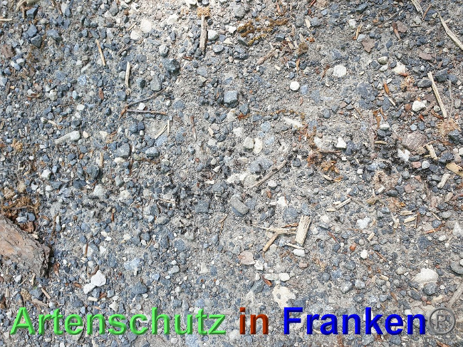 © Artenschutz in Franken® Bild zum Eintrag (1024981-160)