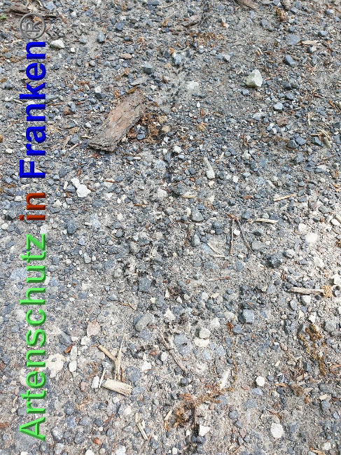 © Artenschutz in Franken® Bild zum Eintrag (1024983-160)