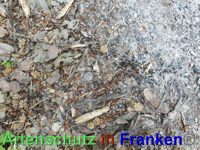 © Artenschutz in Franken® Bild zum Eintrag (1024984-160)