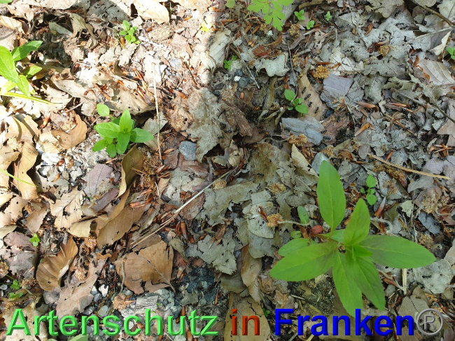 © Artenschutz in Franken® Bild zum Eintrag (1024985-160)