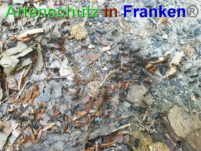 © Artenschutz in Franken® Bild zum Eintrag (1024986-160)