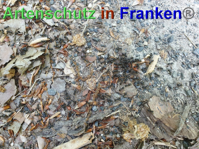 © Artenschutz in Franken® Bild zum Eintrag (1024989-160)
