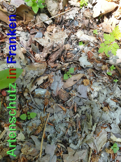 © Artenschutz in Franken® Bild zum Eintrag (1024990-160)